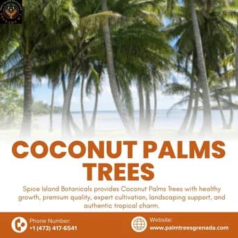 Buy Online Coconut Palm in Grenada