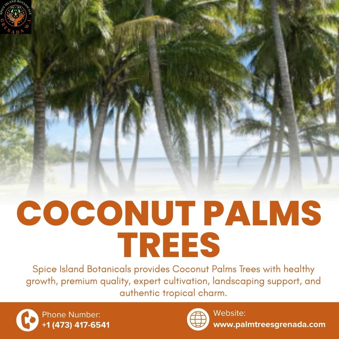 Buy Online Coconut Palm in Grenada