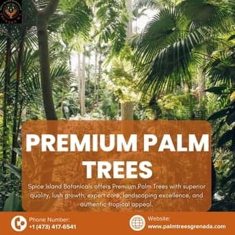 Shop Premium Palm Trees In Grenada