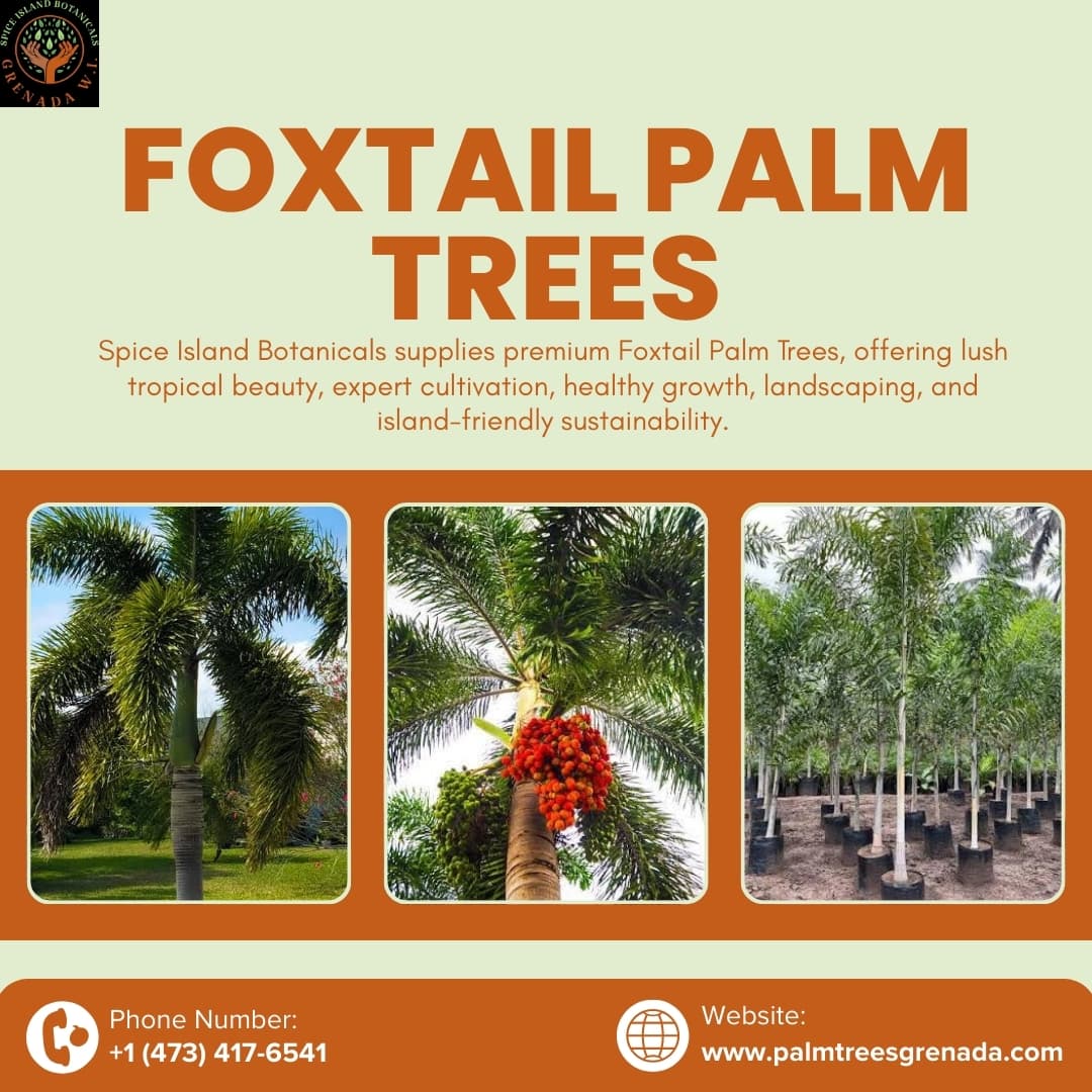 Shop FOXTAIL Palms in Grenada